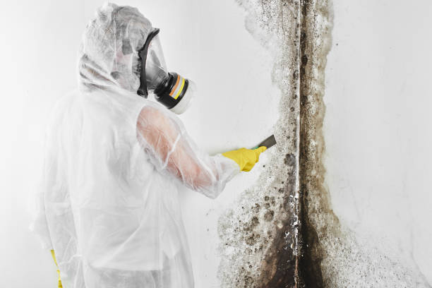 Best Mold Testing and Removal  in Big Rock, IL