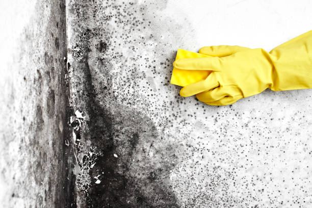 Best Office Mold Removal Services  in Big Rock, IL