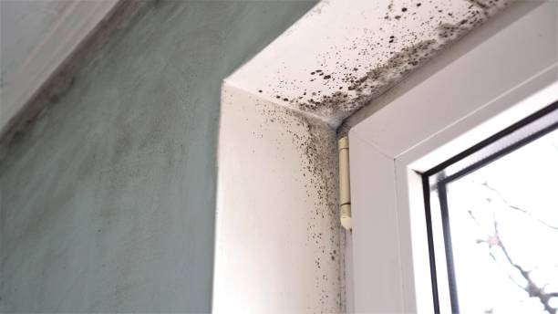 Mold Testing and Removal in Big Rock, IL