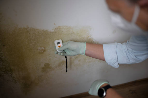 Best Mold Cleaning Services  in Big Rock, IL