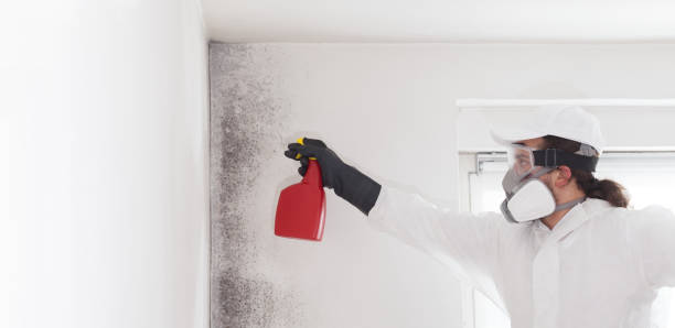 Best Mold Removal and Inspection  in Big Rock, IL
