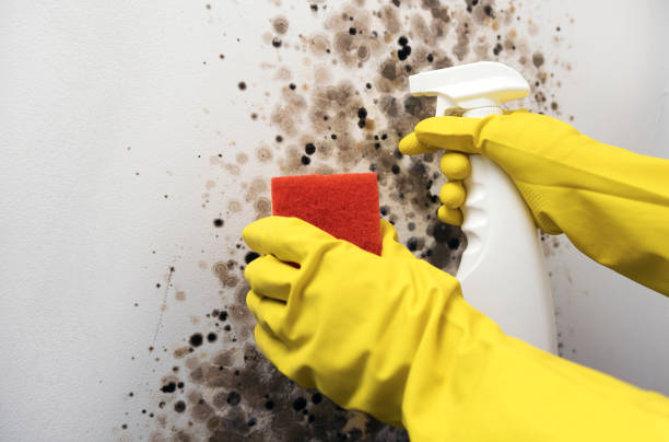 Best Black Mold Removal  in Big Rock, IL
