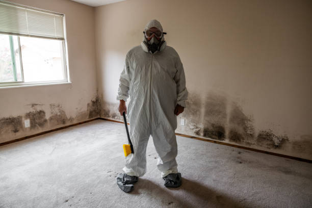 Best Local Mold Removal Service  in Big Rock, IL