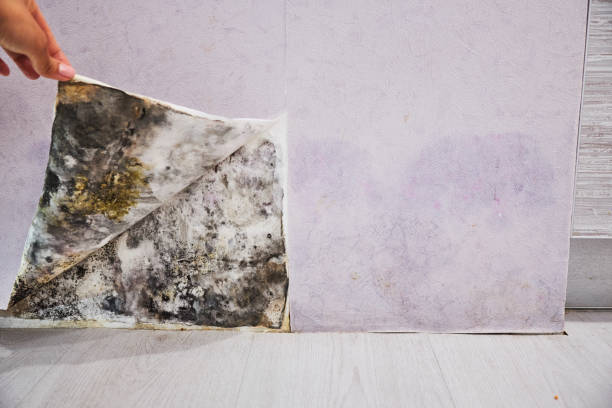 Best Professional Mold Removal  in Big Rock, IL